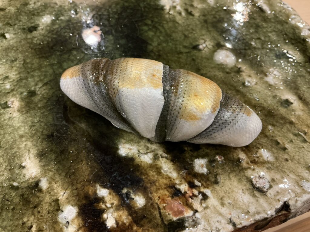 鮨桂太のシンコ