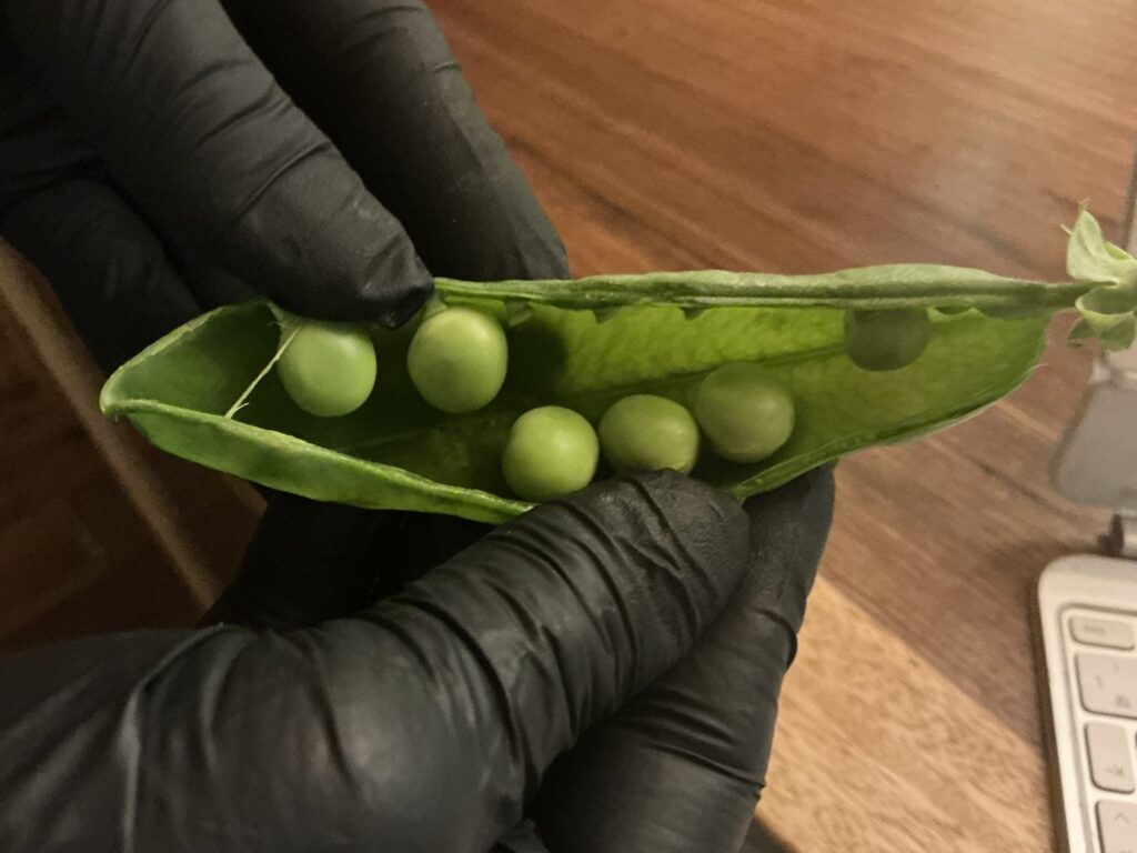 前芝料理店のピゼリ