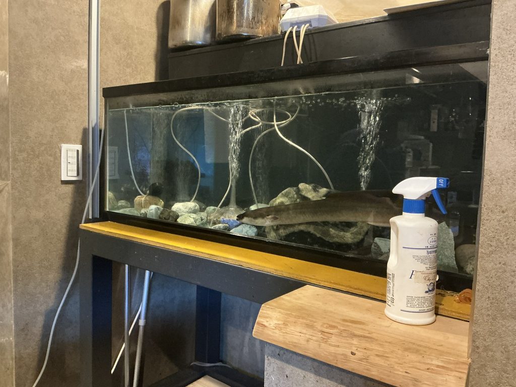 うなぎ仙人の水槽