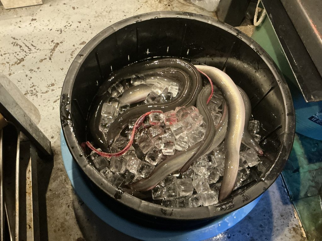 うなぎ仙人の養殖ウナギ